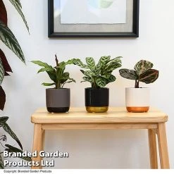 Calathea Makoyana Starter Mix -plant CALA STARTERMX T47657