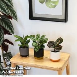 Calathea Makoyana Starter Mix -plant CALA STARTERMX T47658