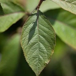 Callicarpa Bodinieri 'Imperial Pearl' -plant CALL IMPERIALP S45267 NOW