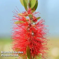 Callistemon Laevis