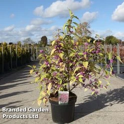 Callicarpa Bodinieri 'Magical Deep Purple'