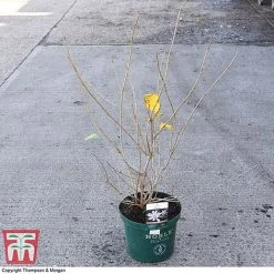 Calycanthus 'Venus' -plant CALY 68284 A