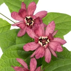 Calycanthus Duo -plant CALY KA9176 C