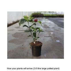 Calycanthus X Raulstonii 'Hartlage Wine' -plant CALY T67880 B h