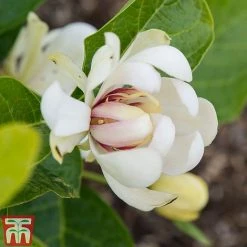 Calycanthus 'Venus' -plant CALY T68284 C