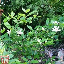 Calycanthus 'Venus' -plant CALY T68284 D