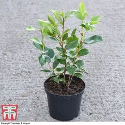Camellia 'Tricolour' -plant CAME 44757 A