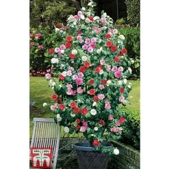 Camellia 'Tricolour' -plant CAME T44757 E
