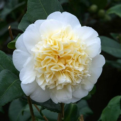 Camellia 'Brushfield's Yellow' 1 Camellia 'Brushfield's Yellow'