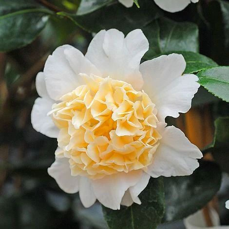 Camellia 'Brushfield's Yellow' 2 Camellia 'Brushfield's Yellow' - Image 2