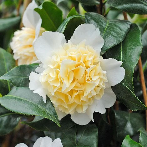 Camellia 'Brushfield's Yellow' 3 Camellia 'Brushfield's Yellow' - Image 3