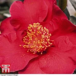 Nurseryman's Choice Camellia -plant CAME WKB8702 D