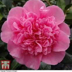 Nurseryman's Choice Camellia -plant CAME WKB8702 E