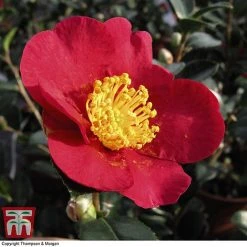 Nurseryman's Choice Camellia -plant CAME WKB8702 F