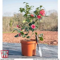 Camellia Japonica 'Doctor King' -plant CAME WKB8709 L