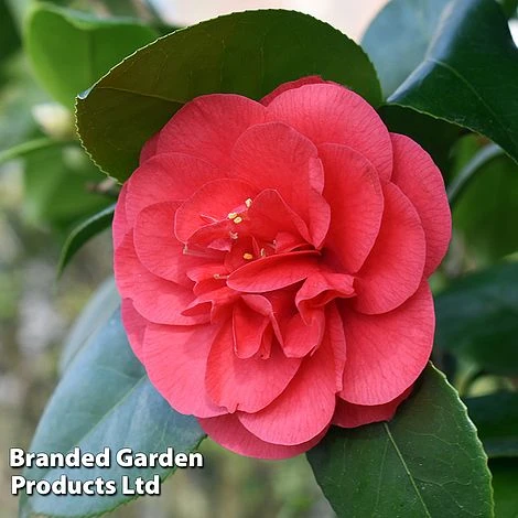 Camellia 'Blooming Wonder Red' 2 Camellia 'Blooming Wonder Red' - Image 2