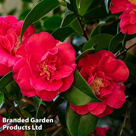 Camellia 'Blooming Wonder Red' 3 Camellia 'Blooming Wonder Red' - Image 3