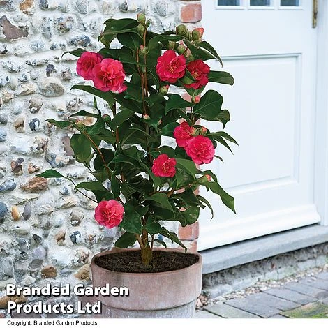 Camellia 'Blooming Wonder Red' 1 Camellia 'Blooming Wonder Red'