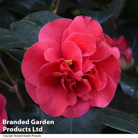 Camellia 'Blooming Wonder Red' 4 Camellia 'Blooming Wonder Red' - Image 4