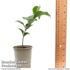 Camellia Japonica 'Doctor King' -plant CAME DRKING9CM T47641