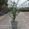 Camellia Japonica