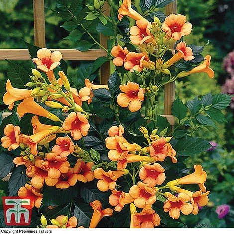 Campsis X Tagliabuana 'Indian Summer' 1 Campsis X Tagliabuana 'Indian Summer'