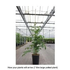 Campsis X Tagliabuana 'Yellow Trumpet' -plant CAMP T67892 B h