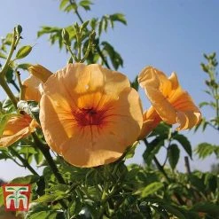 Campsis X Tagliabuana 'Yellow Trumpet' -plant CAMP T67892 C