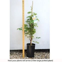 Campsis X Tagliabuana 'Yellow Trumpet' -plant CAMP T67892 C h