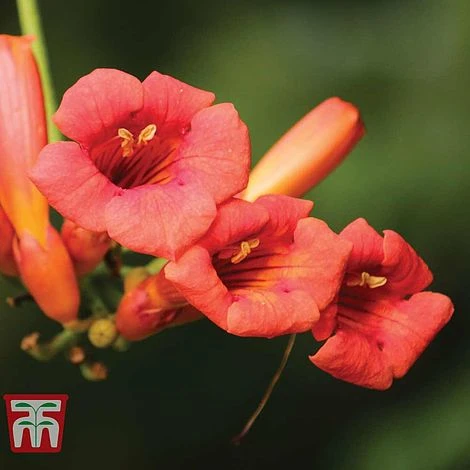 Campsis X Tagliabuana 'Madame Galen' 3 Campsis X Tagliabuana 'Madame Galen' - Image 3