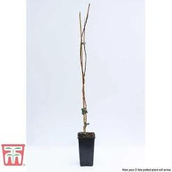 Campsis X Tagliabuana 'Madame Galen' 7 Campsis X Tagliabuana 'Madame Galen' -plant CAMP t58013TM D