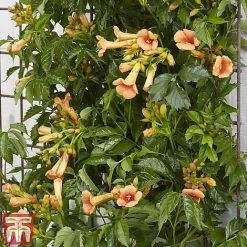 Campsis X Tagliabuana 'Indian Summer' 11 Campsis X Tagliabuana 'Indian Summer' -plant CAMP INDIANSUM S07519
