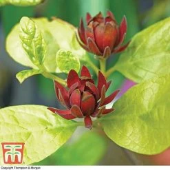 Carolina Allspice -plant CARO T45385 C
