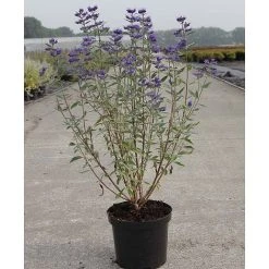 Caryopteris X Clandonensis 'Thetis' -plant CARY T62036 A h