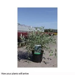 Caryopteris X Clandonensis 'Heavenly Blue' -plant CARY T66107 B h