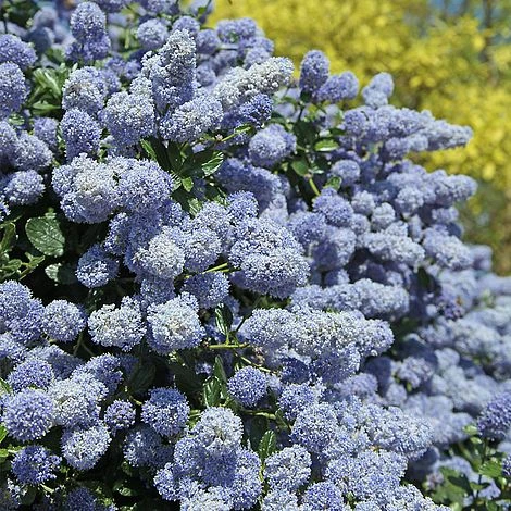 Ceanothus X Delileanus 'Gloire De Versailles' 2 Ceanothus X Delileanus 'Gloire De Versailles' - Image 2