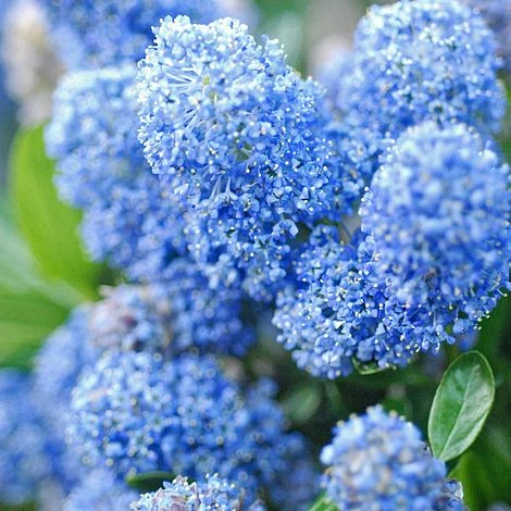 Ceanothus X Delileanus 'Gloire De Versailles' 1 Ceanothus X Delileanus 'Gloire De Versailles'