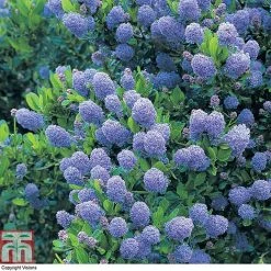 Ceanothus 'Skylark' 11 Ceanothus 'Skylark' -plant CEAN TKA0803 A