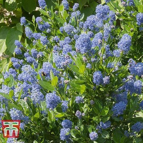 Ceanothus 'Skylark' 1 Ceanothus 'Skylark'