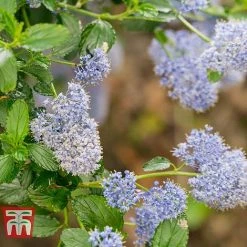 Ceanothus 'Skylark' 8 Ceanothus 'Skylark' -plant CEAN TKA0803 D
