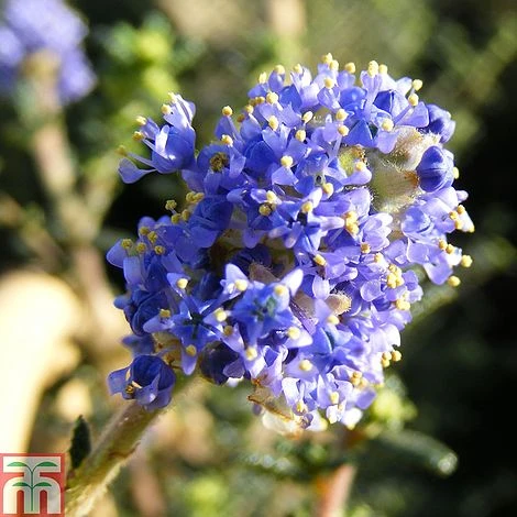 Ceanothus 'Puget Blue' 2 Ceanothus 'Puget Blue' - Image 2