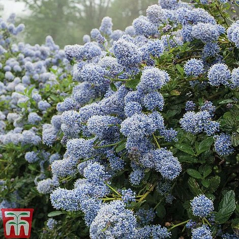 Ceanothus 'Puget Blue' 1 Ceanothus 'Puget Blue'