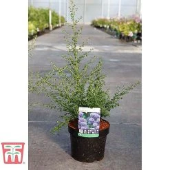 Ceanothus 'Puget Blue' 5 Ceanothus 'Puget Blue' -plant CEAN TKA0961 C