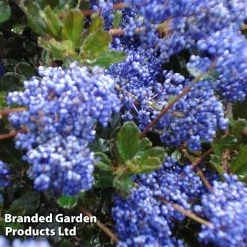 Ceanothus 'Blue Sapphire' -plant CEAN BLUESAPPH S44006