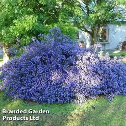 Ceanothus 'Blue Sapphire'