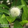 Cephalanthus Occidentalis 'Fiber Optics'