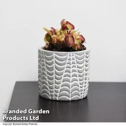 Cephalotus Follicularis