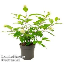 Cephalanthus Occidentalis 'Honeyballs' -plant CEPH HONEYBALL S44109