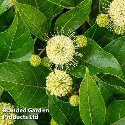 Cephalanthus Occidentalis 'Honeyballs' -plant CEPH HONEYBALL S44112