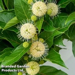 Cephalanthus Occidentalis 'Honeyballs' -plant CEPH HONEYBALL S44113